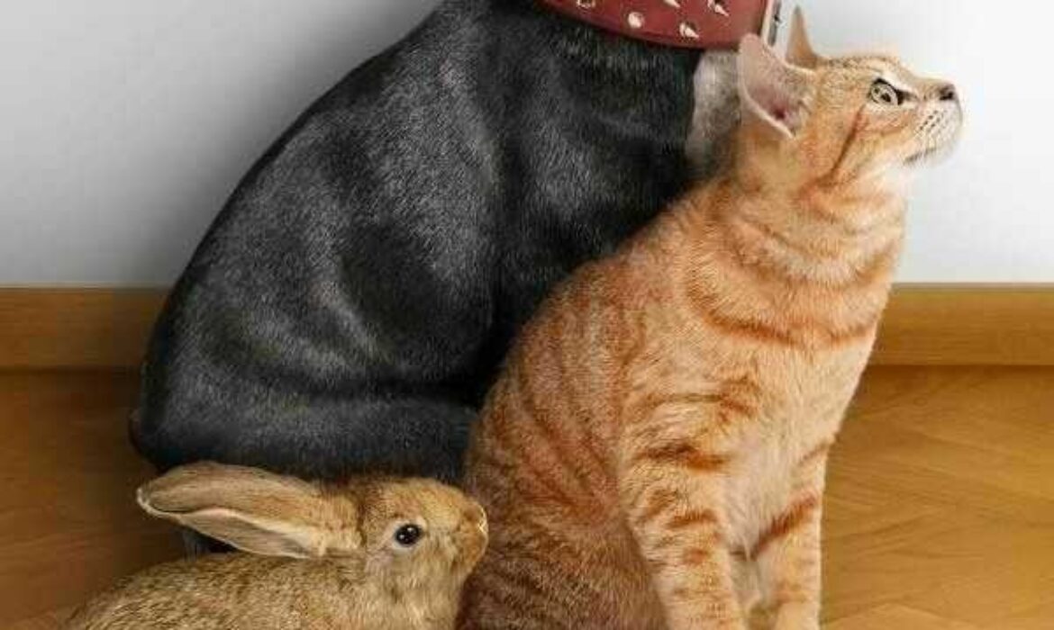 Animal Love – Alaa Amr